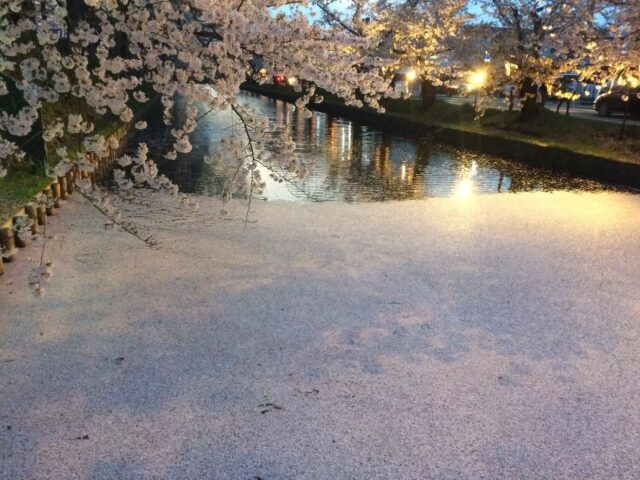 弘前公園の桜 花びらの絨毯