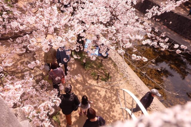 橋の上からの桜