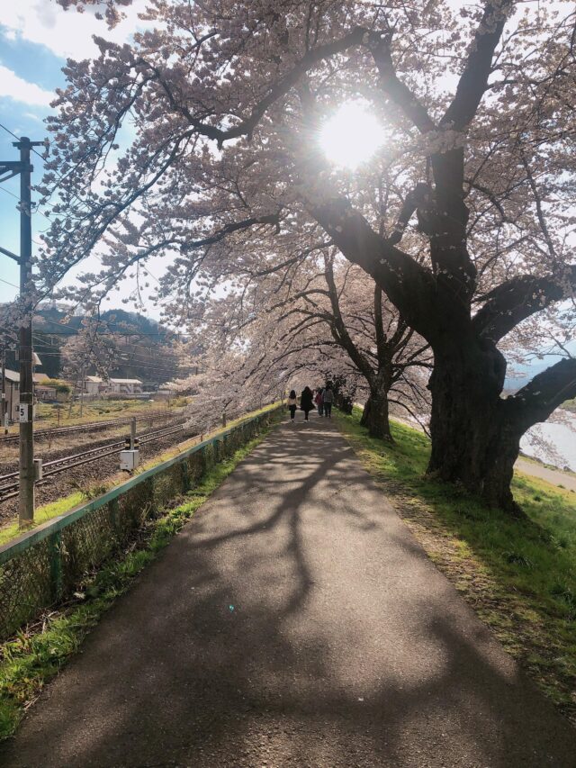 一目千本桜の川沿いを歩いていたときの景色
