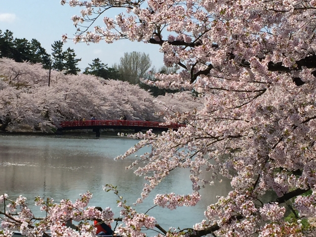 弘前公園の桜 