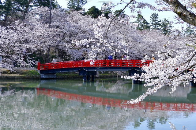 弘前公園の桜 写真