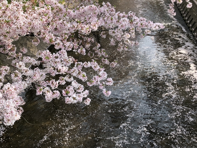 五条川の桜 花筏