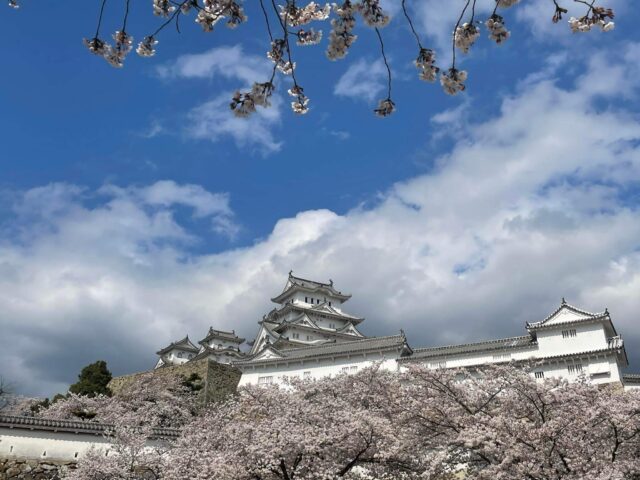 下から撮った姫路城と桜