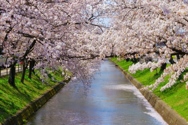 五条川の桜 写真