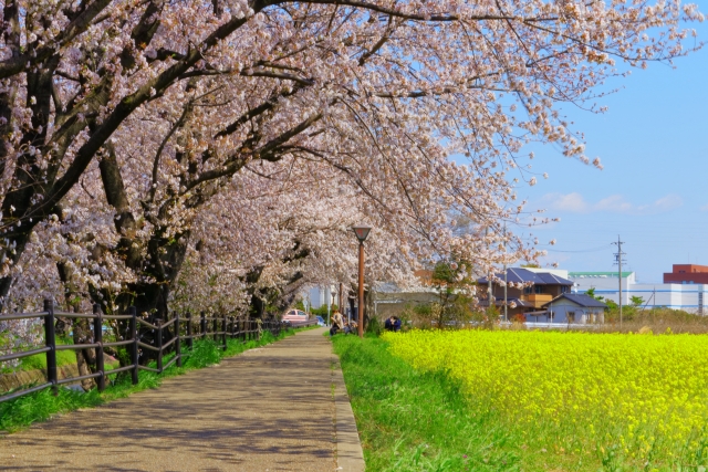 五条川の桜 菜の花畑