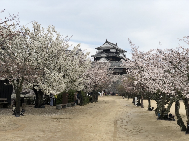松山城の桜 写真