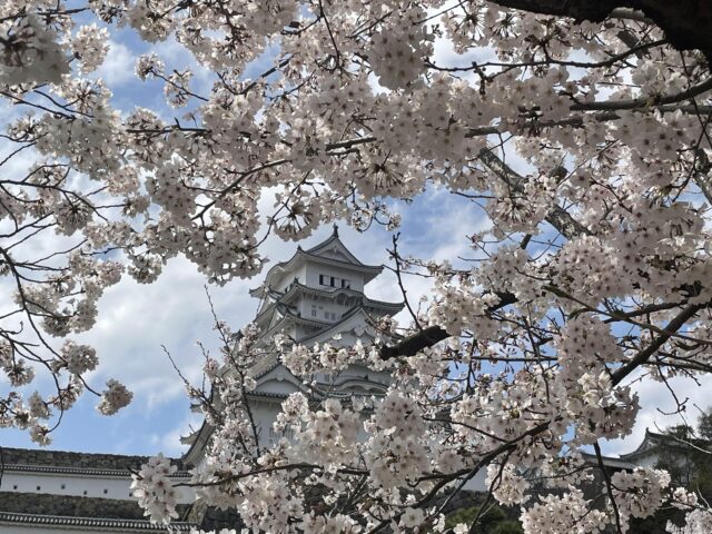 姫路城の東側から桜と一緒に撮った写真