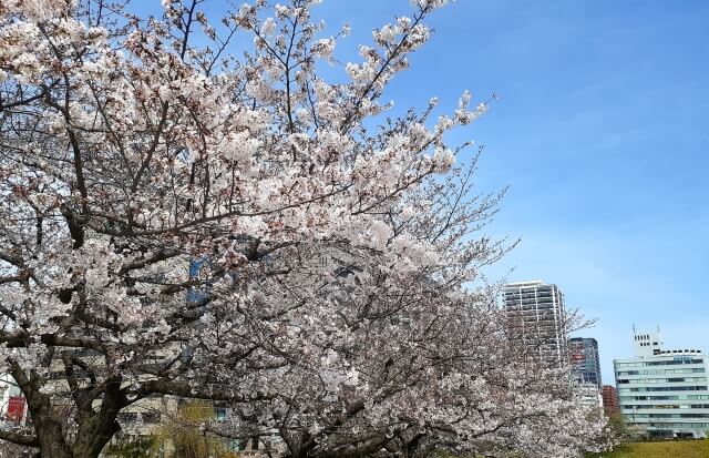 舞鶴公園の桜まつり