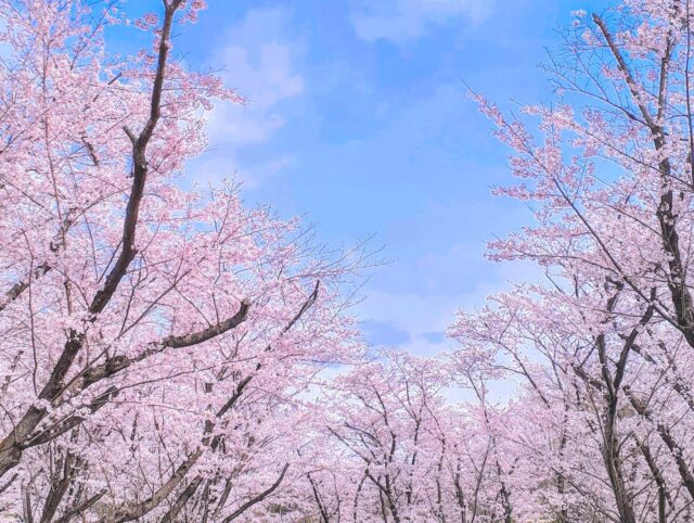名古屋平和公園の桜