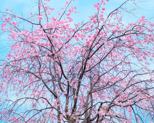 名古屋平和公園のしだれ桜