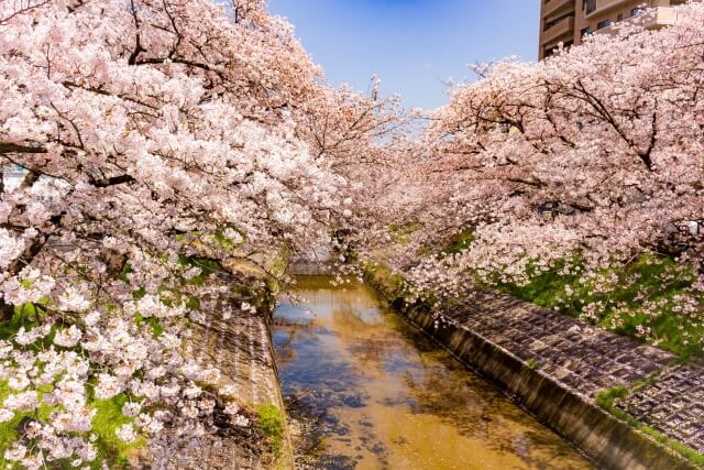 高田千本桜