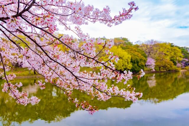 大宮公園の桜